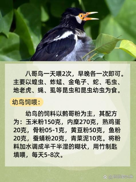 蜂鸟影院在线电影免费的相关介绍