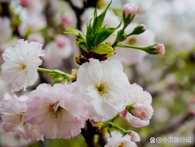 少妇中文字幕av的相关介绍